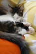 chat endormi