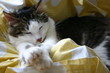 chat endormi