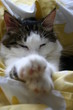 chat patte en avant