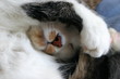 chat  se cache