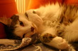 chat allongé