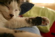 chat dort