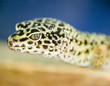 leopard gecko - eublepharis macularius