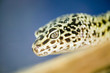 leopard gecko - eublepharis macularius