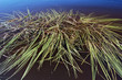 float grass