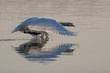 Swan