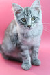 cat in studio