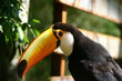 the black and white toucan the black and white toucan