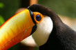 the black and white toucan close-up the black and white toucan close-up
