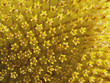 sunflower macro