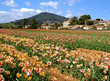 champs de tulipes de carqueiranne champs de tulipes de carqueiranne