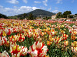 tulipes frisées de carqueiranne tulipes frisées de carqueiranne
