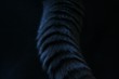 a cats tail 2