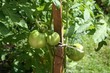 grüne tomaten