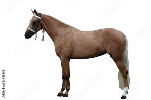 Photo: isolated palomino isolated palomino
