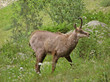 0391-chamois