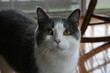 staring cat