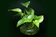 pothos plant on black