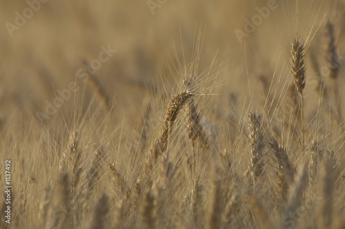 Foto: wheat kernel wheat kernel
