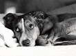 sad dog