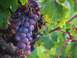 real grape