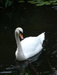Photo: white swan white swan