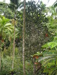 tropical tree