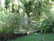 green plants