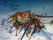 Photo: lobster lobster