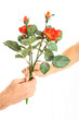 rosen für die dame