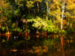 river and forest