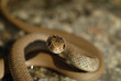 serpent