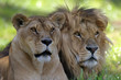 lions