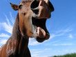 crazy horse crazy horse