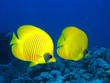 Photo: underwater couple underwater couple