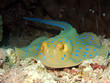 Photo: bluespotted stingray bluespotted stingray