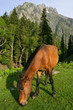 horse grazing in the mountains 2