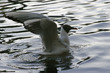 gull