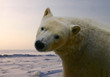 ice bear