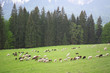 sommer in den alpen