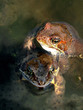 two spring frogs