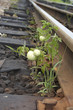 our tomatoes grow everywhere