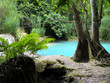 bassin turquoise fougères premier plan