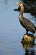 water bird