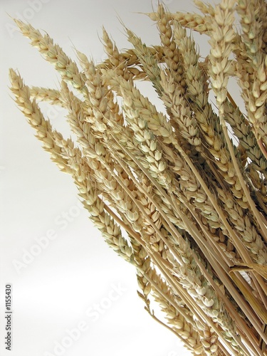 Photo: corn of wheal corn of wheal