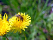 bee on flower