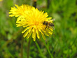 bee on flower bee on flower
