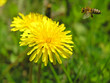 bee on flower