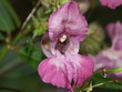 orchis des marais
