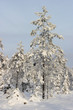 winter forest